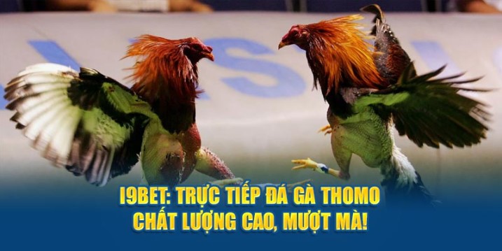 Với Đá Gà I9bet, bạn sẽ có cơ hội trải nghiệm mọi thể loại hấp dẫn nhất